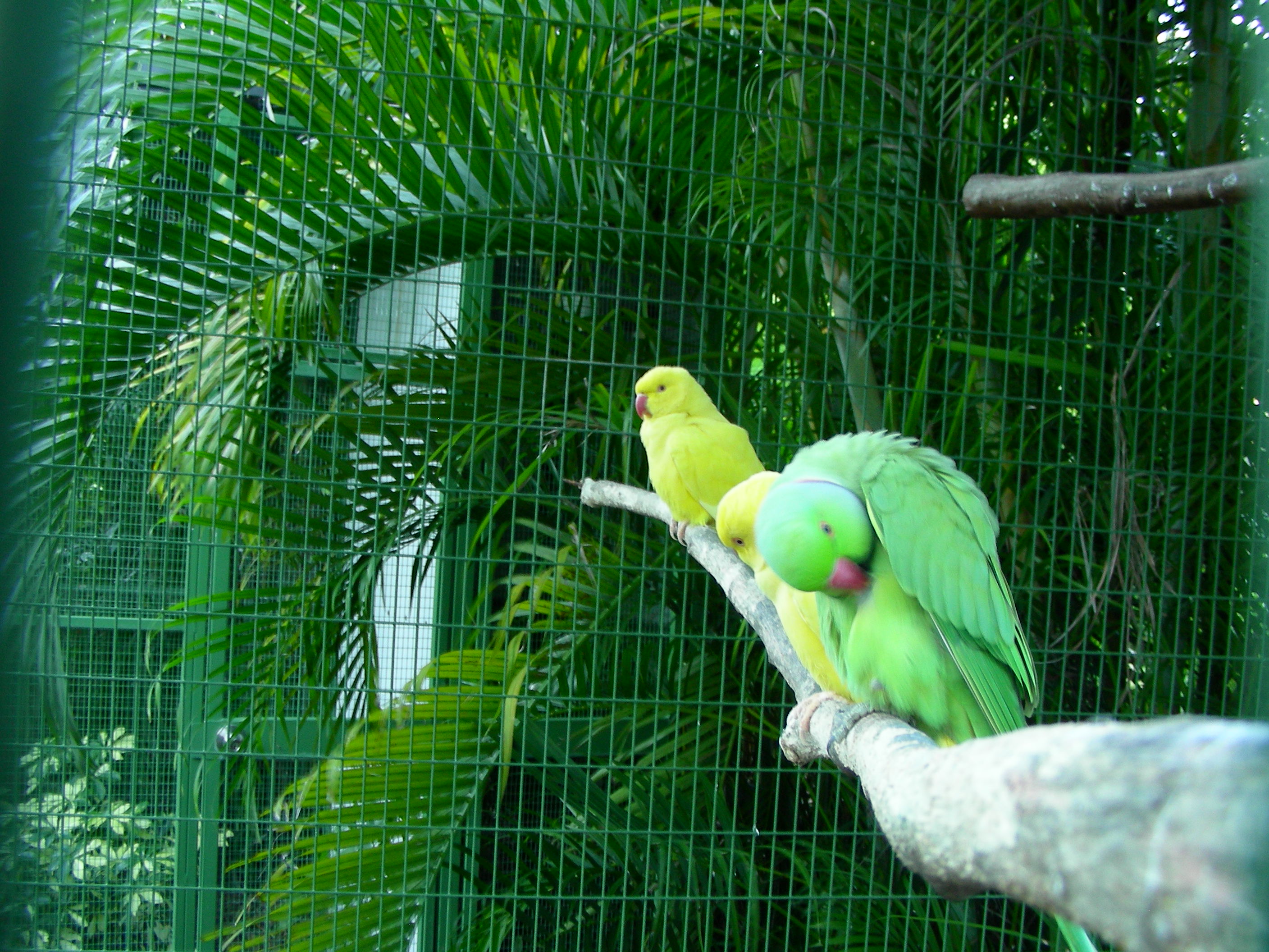 ./2006/Christmas/Parrot Jungle/DSCN0590.JPG